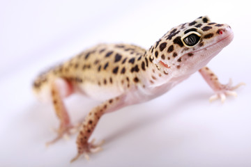 Gecko portrait!