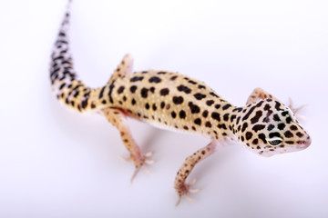 Gecko portrait!