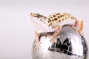 Gecko portrait!