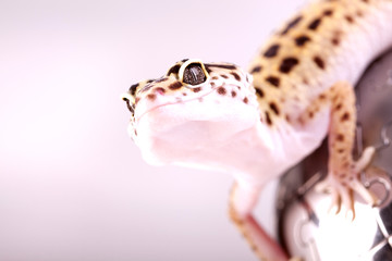 Gecko portrait!