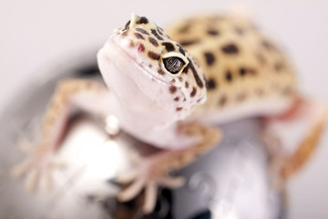Gecko!