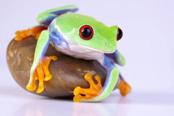 Green frog on rock