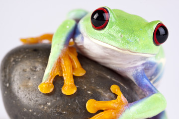 Fototapeta premium Green frog on rock