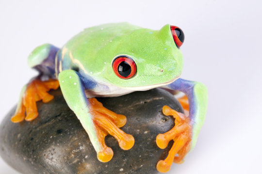 Green frog closeup