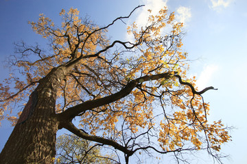 Fototapeta na wymiar Autumn tree-wide angle portrait
