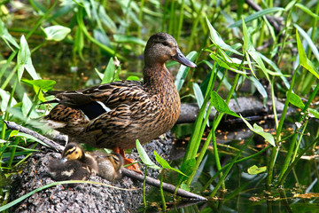 Mallard female with her babies in grass