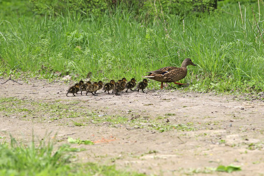 Mallard female going across road with her babies