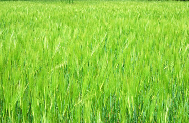 Young vegetation on a corn field