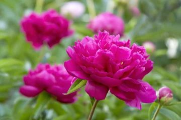 Fototapete Pfingstrosen Pfingstrosen  © Sinha