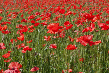 Fototapeta premium Coquelicot