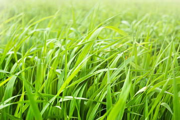 Fototapeta na wymiar Fresh green grass in the morning light