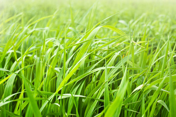 Fresh green grass in the morning light