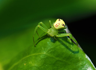 ragno - Araniella cucurbitina