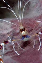 Coral Banded Shrimp