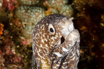 Spotted Moray Eel