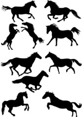 Horses silhouettes