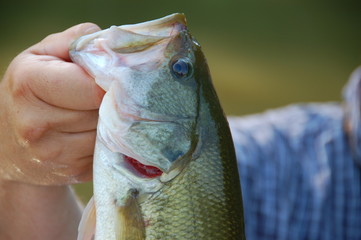 largemouth bass