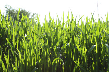 Obraz premium Cereal field close up