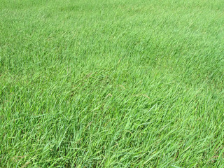 young green grass background, nature concept