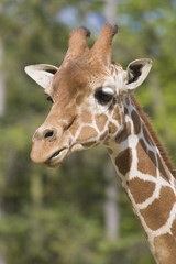 Naklejka premium Giraffe Portrait