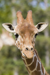 Giraffe Portrait