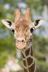 Giraffe Portrait