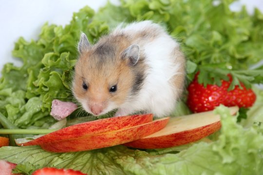 Gesundes Buffet für ein Hamsterjunges