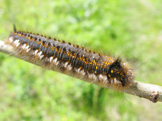 hairy colored caterpillar