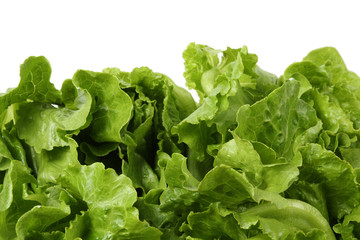 lettuce leaf