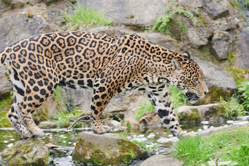 Jaguar