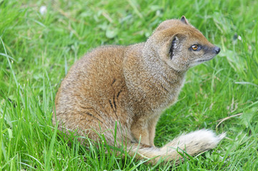 Yellow Mongoose