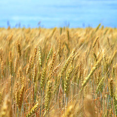 field of wheat