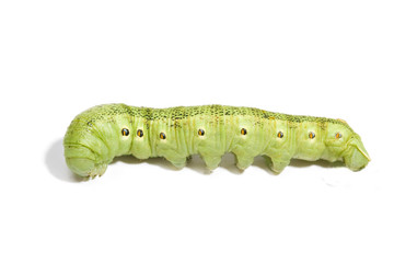 caterpillar