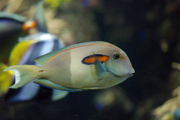 Reef's Fish