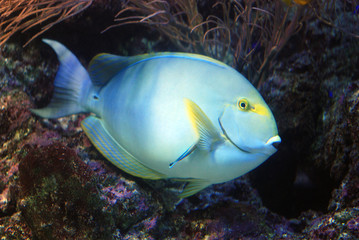 Fototapeta na wymiar Reef's Fish