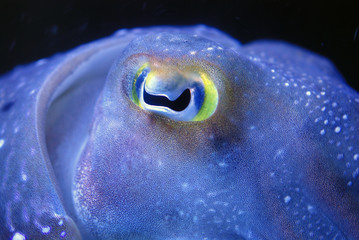 Cuttlefish detail
