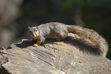 Fox Squirrel