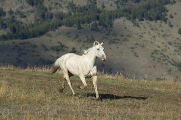 Galloping horse