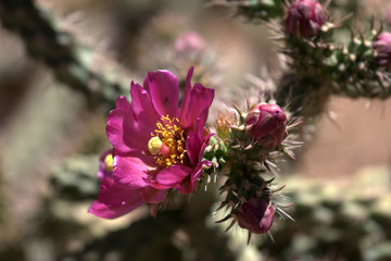 Single Staghorn Cholla Cactus Flower (Opuntia versicolor)