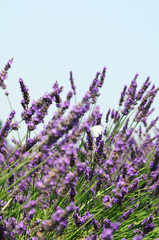 Obraz premium Lavanda in fiore con farfalla