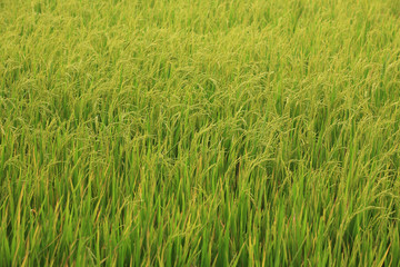 Green rice field