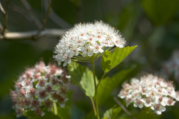 Schneeball - Viburnum
