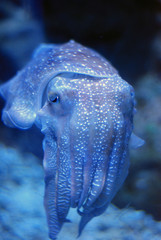 Cuttlefish detail