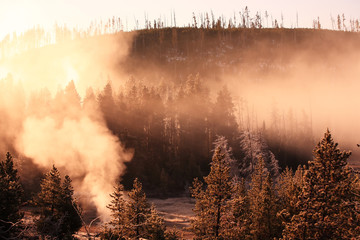 Misty forest Yellowstone National Park United States.