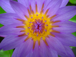 Obraz premium Purple waterlily