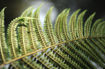 Fototapeta premium foglie 776