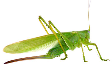 Locust