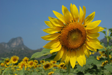 Sunflower @ Thailand