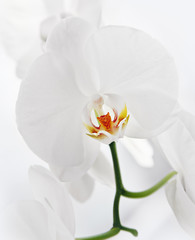 weisse orchidee