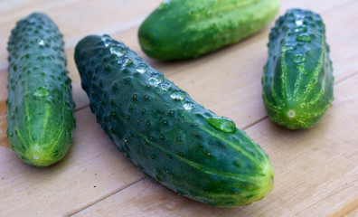 appetizing green young cucumber